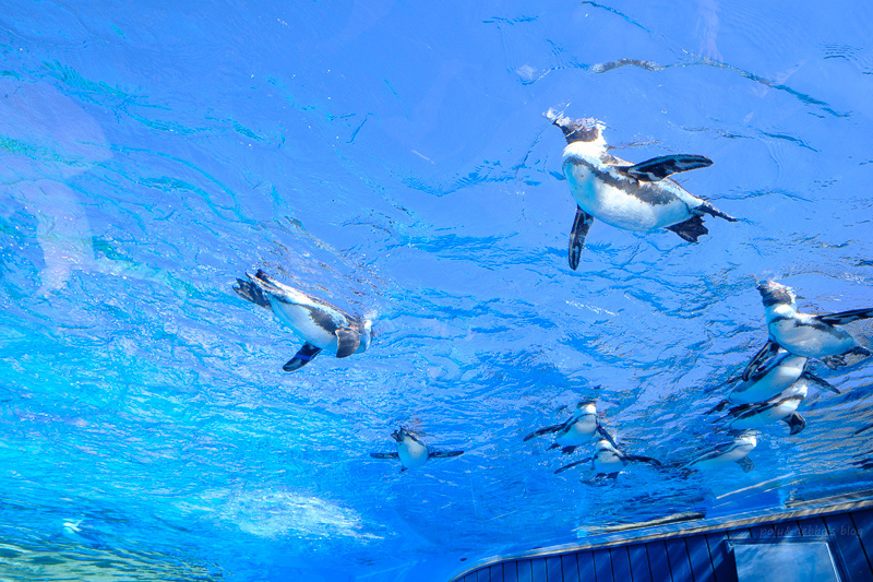 【東京】池袋陽光水族館：