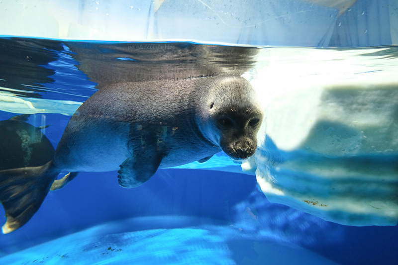 【東京】池袋陽光水族館：