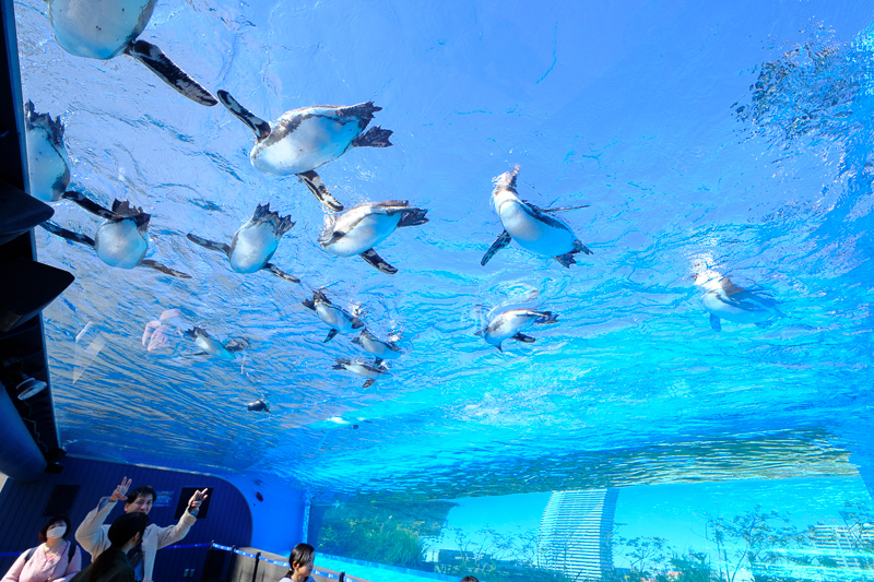 【東京】池袋陽光水族館：