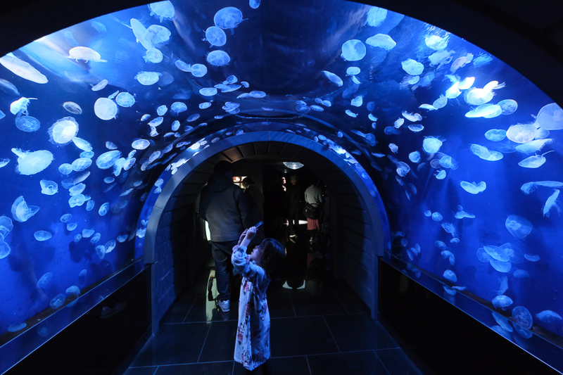 【東京】池袋陽光水族館：