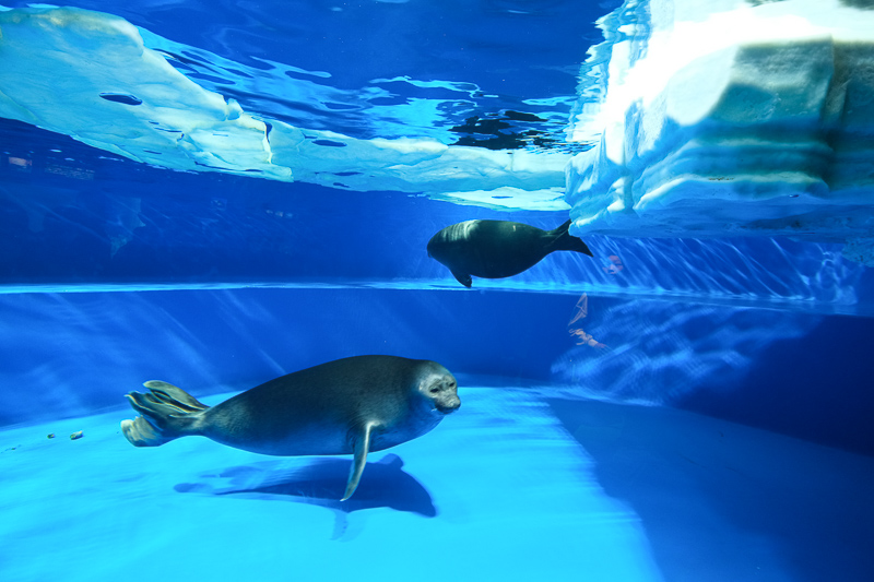 【東京】池袋陽光水族館：