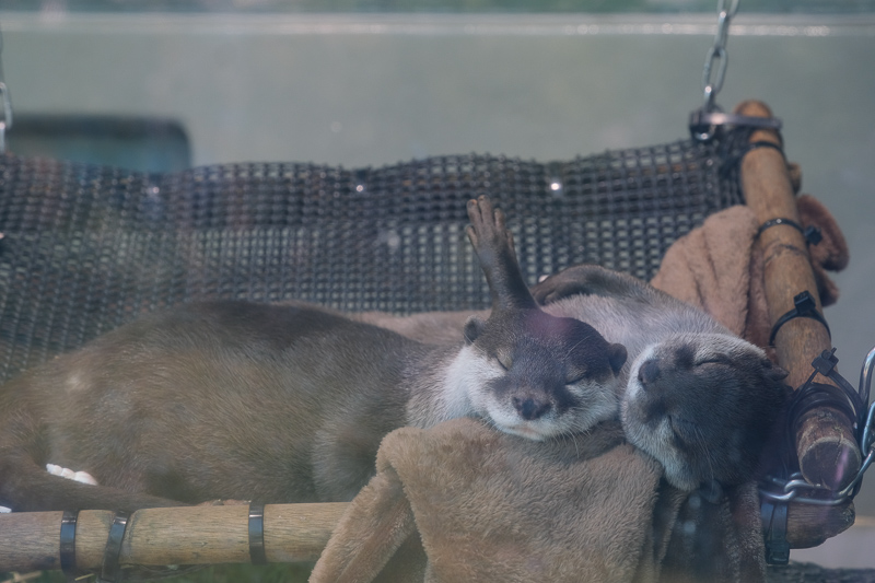 【東京】池袋陽光水族館：