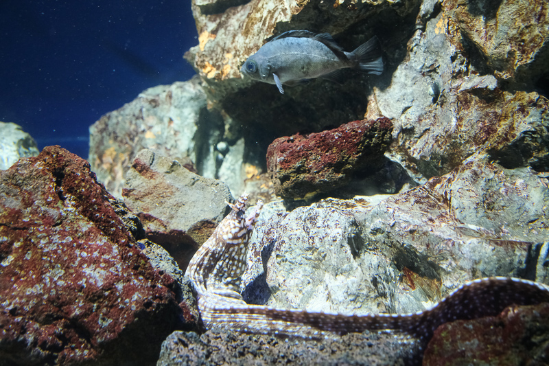 【東京】池袋陽光水族館：