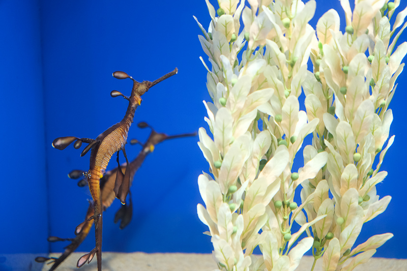 【東京】池袋陽光水族館：