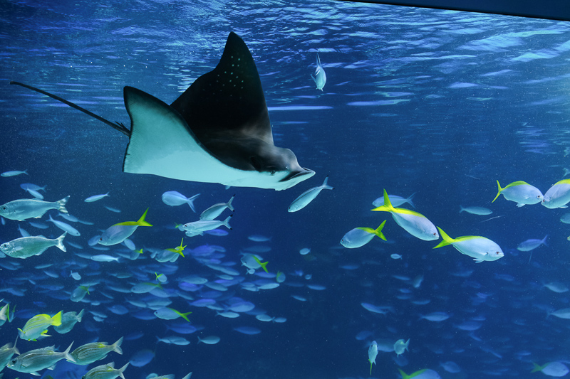 【東京】池袋陽光水族館：