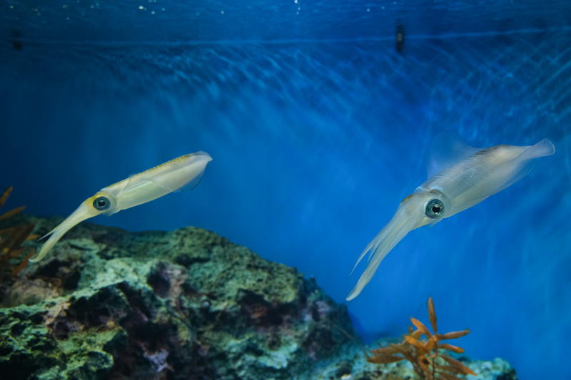 【東京】池袋陽光水族館：