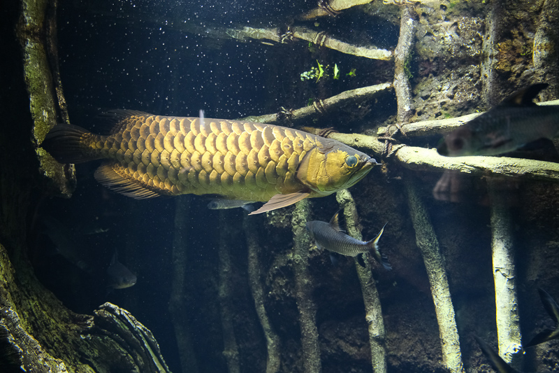 【東京】池袋陽光水族館：