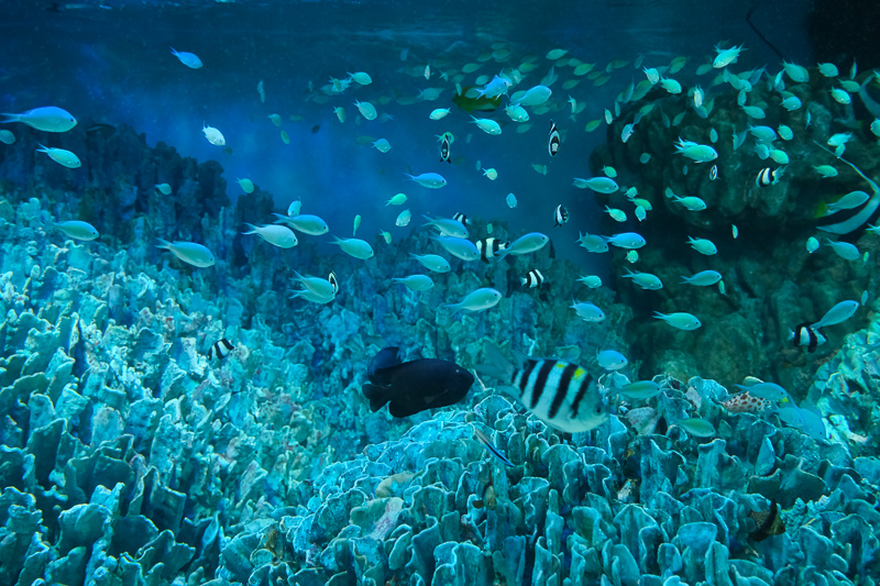 【東京】池袋陽光水族館：