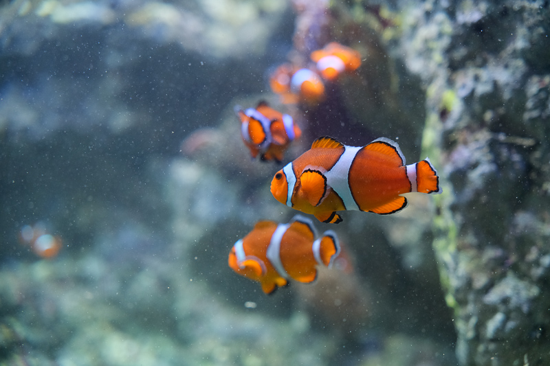 【東京】池袋陽光水族館：