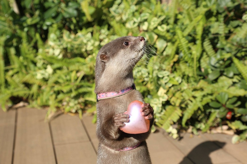 【東京】池袋陽光水族館：日本首座都市高樓水族館！飛天企鵝酷炫必看