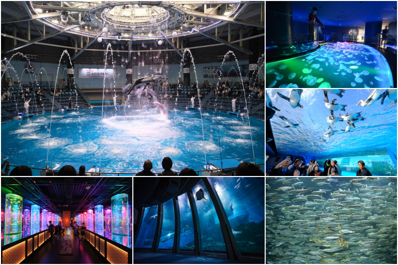 【2025東京水族館推薦】Top6最夯水族館比較大公開！海豚、企鵝、海豹超可愛