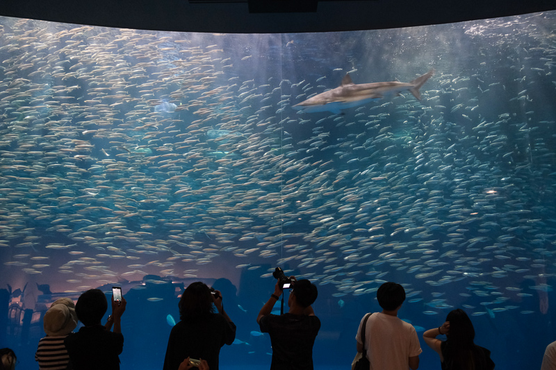 【名古屋港水族館攻略】日本最大水族館！虎鯨、白鯨＆沙丁魚龍捲風超精彩