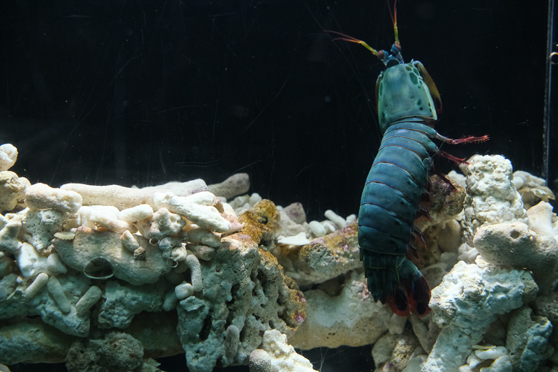 【名古屋港水族館攻略】日本最大水族館！虎鯨、白鯨＆沙丁魚龍捲風超精彩