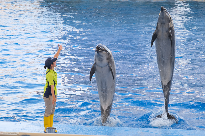 【名古屋港水族館攻略】日本最大水族館！虎鯨、白鯨＆沙丁魚龍捲風超精彩