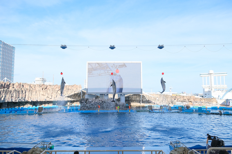 【名古屋港水族館攻略】日本最大水族館！虎鯨、白鯨＆沙丁魚龍捲風超精彩