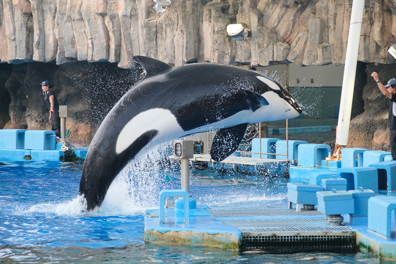 【名古屋港水族館攻略】日本最大水族館！虎鯨、白鯨＆沙丁魚龍捲風超精彩