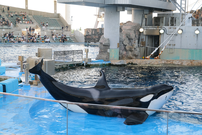 【名古屋港水族館攻略】日本最大水族館！虎鯨、白鯨＆沙丁魚龍捲風超精彩