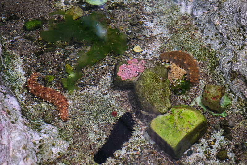 【名古屋港水族館攻略】日本最大水族館！虎鯨、白鯨＆沙丁魚龍捲風超精彩