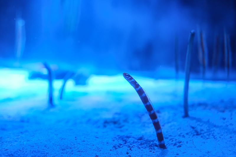 【名古屋港水族館攻略】日本最大水族館！虎鯨、白鯨＆沙丁魚龍捲風超精彩