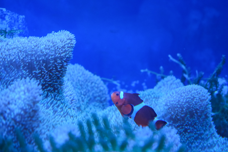 【名古屋港水族館攻略】日本最大水族館！虎鯨、白鯨＆沙丁魚龍捲風超精彩