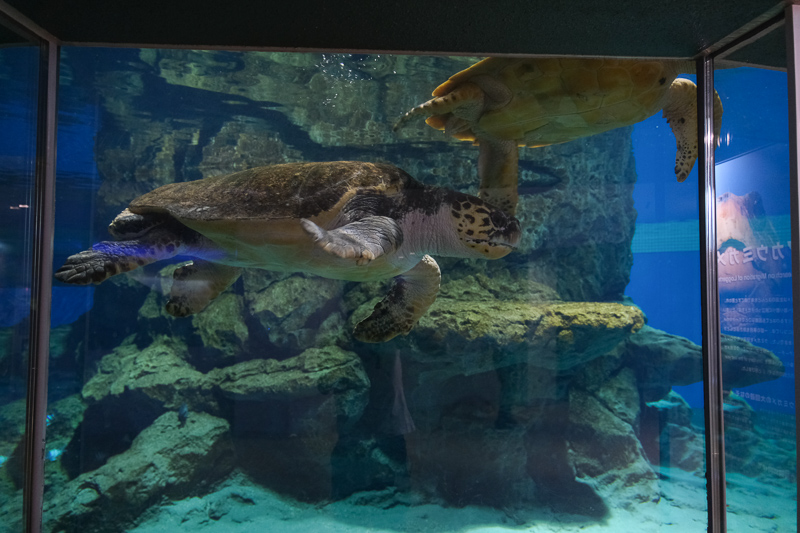 【名古屋港水族館攻略】日本最大水族館！虎鯨、白鯨＆沙丁魚龍捲風超精彩