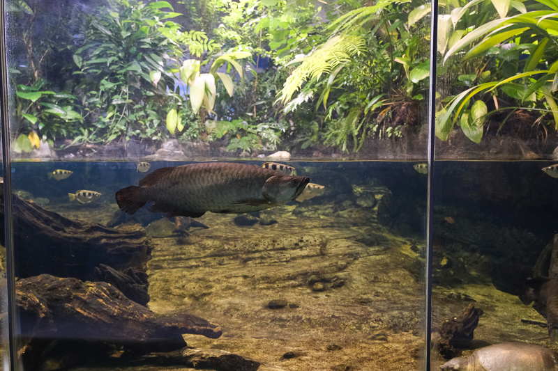 【名古屋港水族館攻略】日本最大水族館！虎鯨、白鯨＆沙丁魚龍捲風超精彩