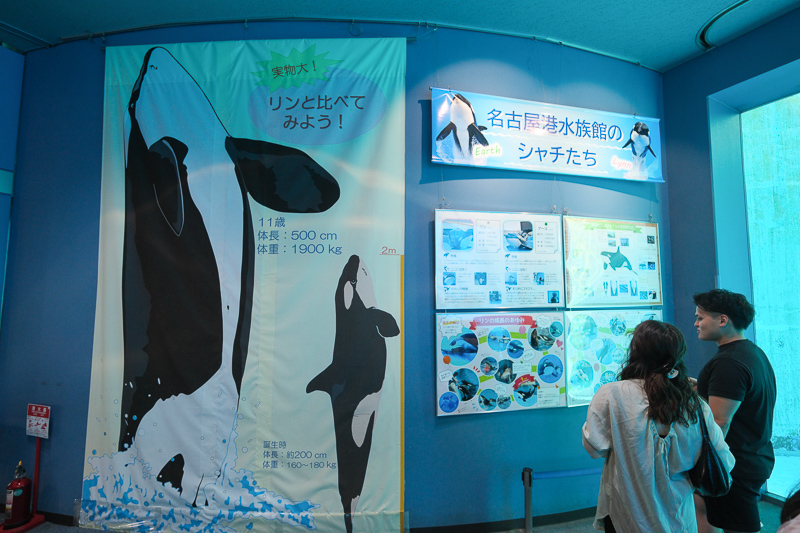 【名古屋港水族館攻略】日本最大水族館！虎鯨、白鯨＆沙丁魚龍捲風超精彩