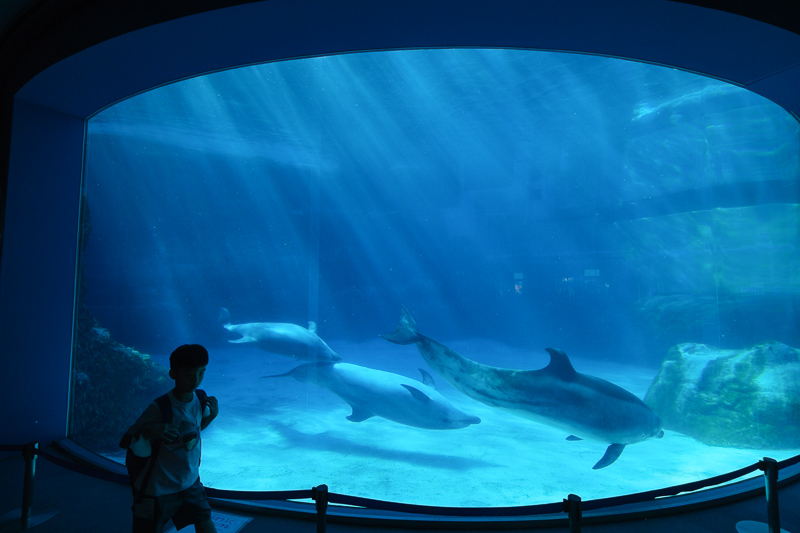 【名古屋港水族館攻略】日本最大水族館！虎鯨、白鯨＆沙丁魚龍捲風超精彩