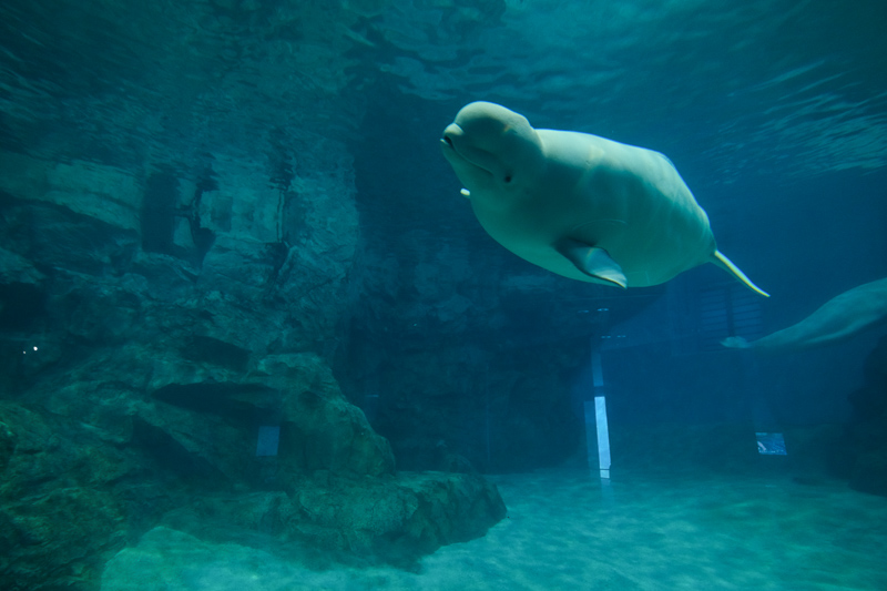 【名古屋港水族館攻略】日本最大水族館！虎鯨、白鯨＆沙丁魚龍捲風超精彩