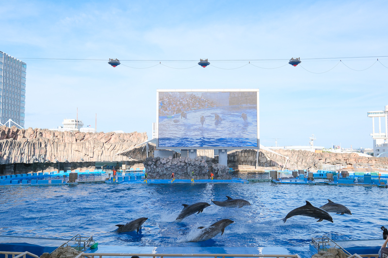 【名古屋港水族館攻略】日本最大水族館！虎鯨、白鯨＆沙丁魚龍捲風超精彩