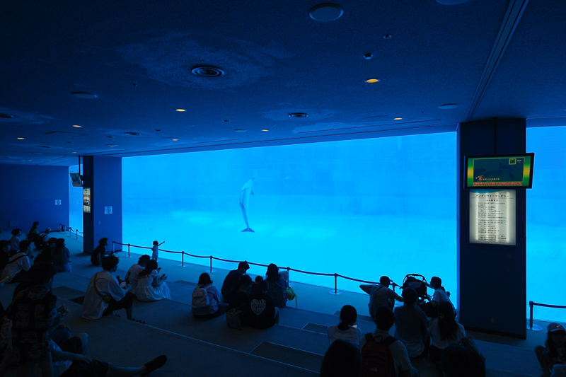 【名古屋港水族館攻略】日本最大水族館！虎鯨、白鯨＆沙丁魚龍捲風超精彩