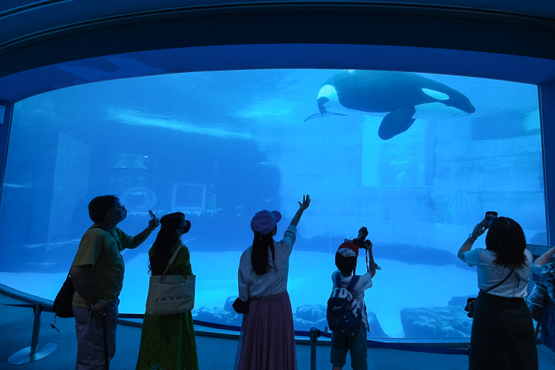 【名古屋港水族館攻略】日本最大水族館！虎鯨、白鯨＆沙丁魚龍捲風超精彩