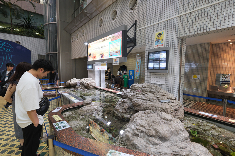 【名古屋港水族館攻略】日本最大水族館！虎鯨、白鯨＆沙丁魚龍捲風超精彩