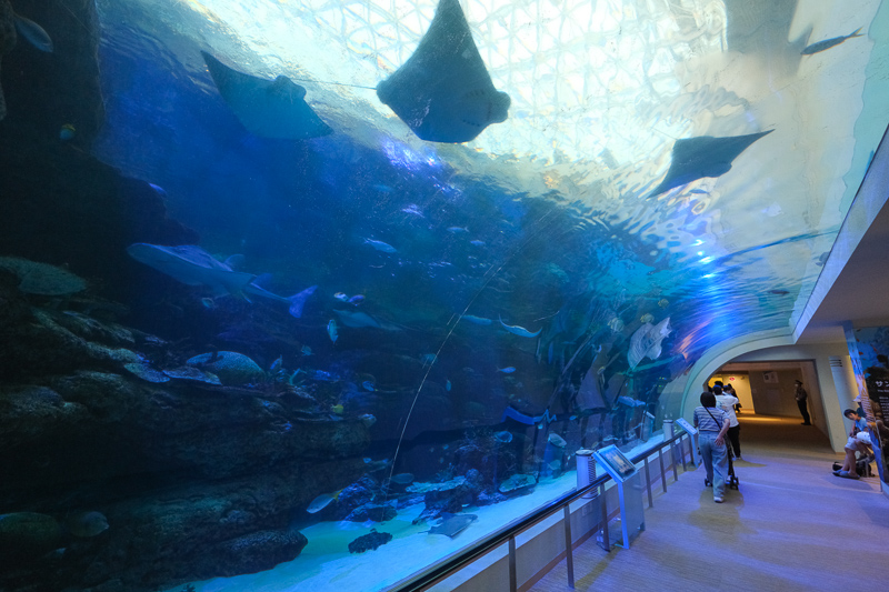 【名古屋港水族館攻略】日本最大水族館！虎鯨、白鯨＆沙丁魚龍捲風超精彩