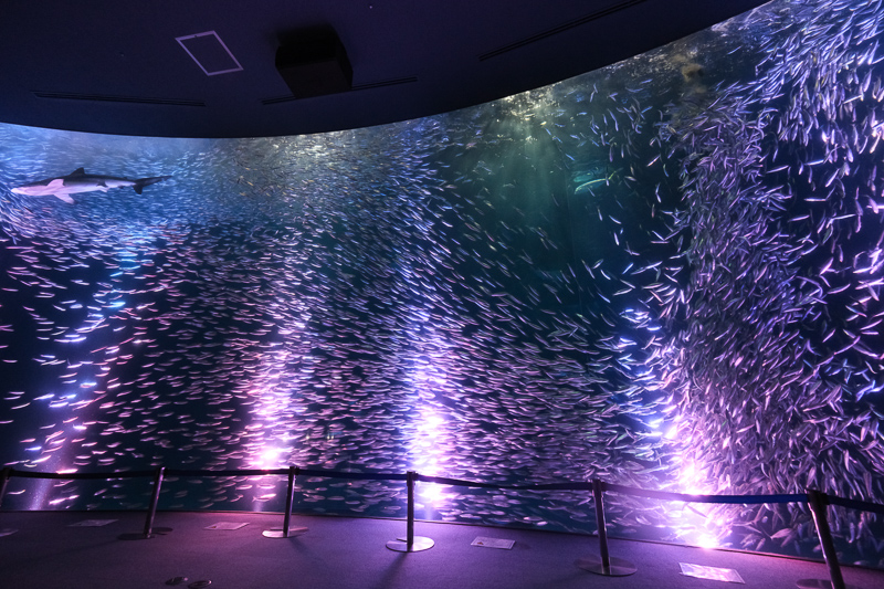 【名古屋港水族館攻略】日本最大水族館！虎鯨、白鯨＆沙丁魚龍捲風超精彩