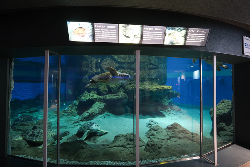 【名古屋港水族館攻略】日本最大水族館！虎鯨、白鯨＆沙丁魚龍捲風超精彩