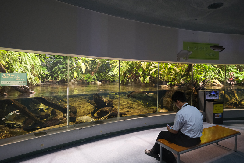 【名古屋港水族館攻略】日本最大水族館！虎鯨、白鯨＆沙丁魚龍捲風超精彩