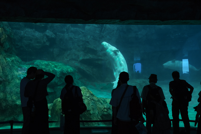 【名古屋港水族館攻略】日本最大水族館！虎鯨、白鯨＆沙丁魚龍捲風超精彩