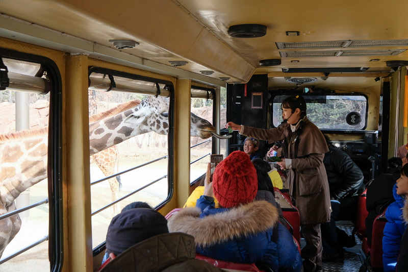 【2025愛寶樂園】韓國最大遊樂園！雲霄飛車、野生動物園＆門票交通全攻略