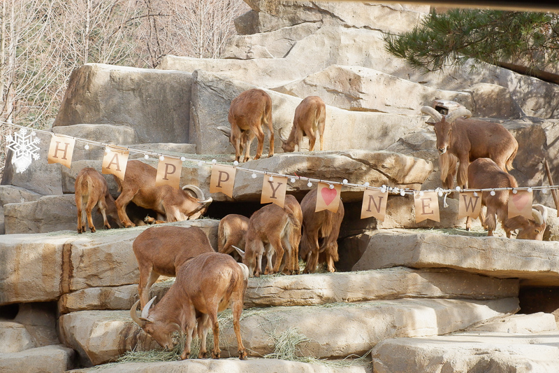 【2025愛寶樂園】韓國最大遊樂園！雲霄飛車、野生動物園＆門票交通全攻略