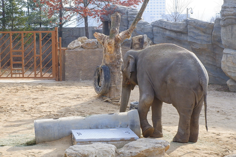 【2025愛寶樂園】韓國最大遊樂園！雲霄飛車、野生動物園＆門票交通全攻略