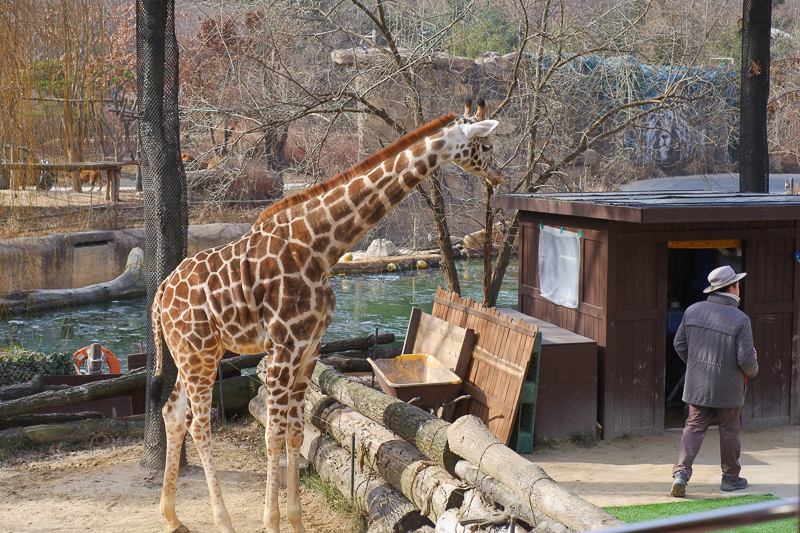 【2025愛寶樂園】韓國最大遊樂園！雲霄飛車、野生動物園＆門票交通全攻略