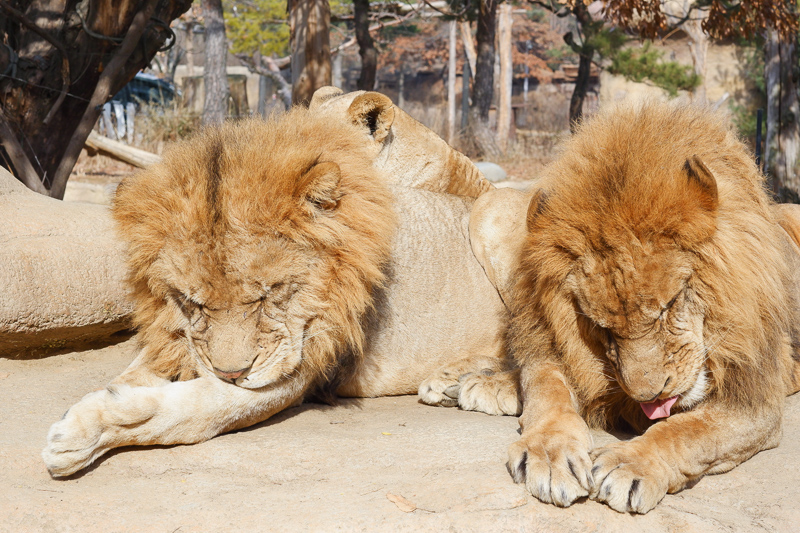 【2025愛寶樂園】韓國最大遊樂園！雲霄飛車、野生動物園＆門票交通全攻略