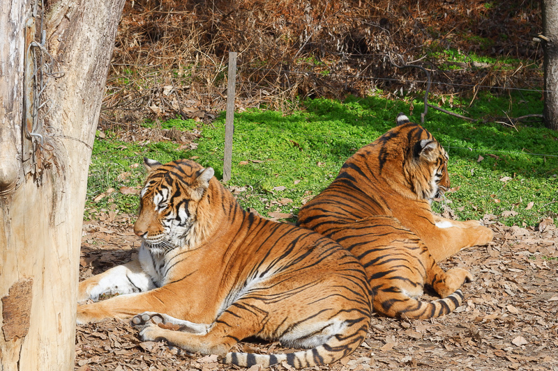 【2025愛寶樂園】韓國最大遊樂園！雲霄飛車、野生動物園＆門票交通全攻略