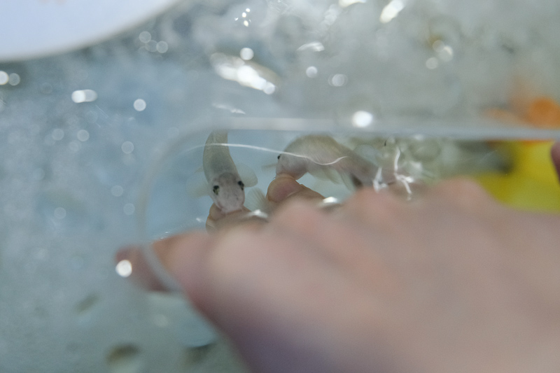 【首爾】COEX水族館：韓國最大室內水族館！2萬隻海洋生物＆美人魚表演好精彩