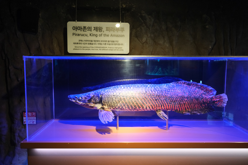 【首爾】COEX水族館：韓國最大室內水族館！2萬隻海洋生物＆美人魚表演好精彩