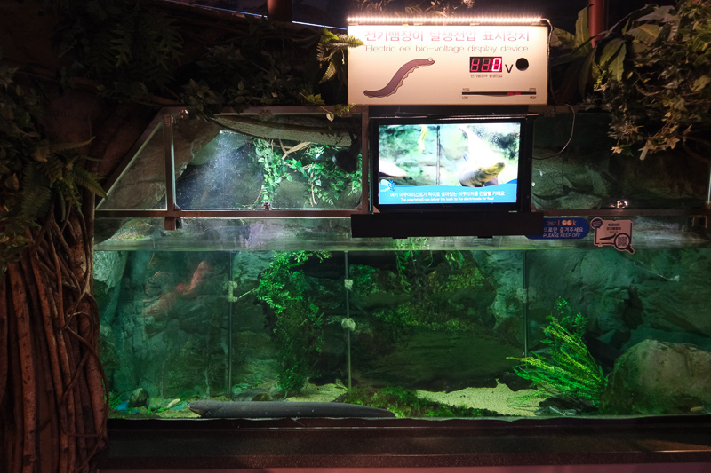 【首爾】COEX水族館：韓國最大室內水族館！2萬隻海洋生物＆美人魚表演好精彩