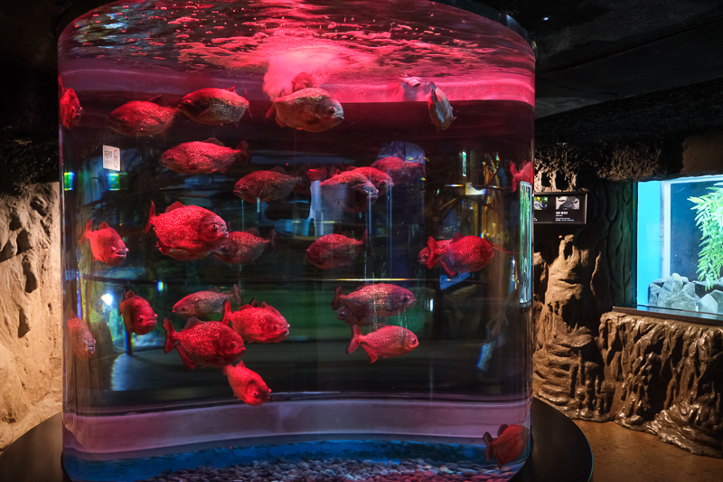 【首爾】COEX水族館：韓國最大室內水族館！2萬隻海洋生物＆美人魚表演好精彩