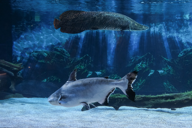 【首爾】COEX水族館：韓國最大室內水族館！2萬隻海洋生物＆美人魚表演好精彩