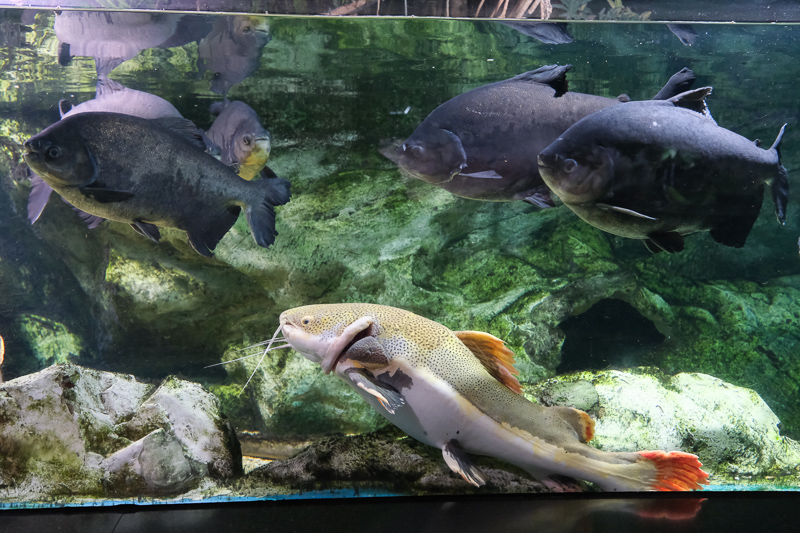【首爾】COEX水族館：韓國最大室內水族館！2萬隻海洋生物＆美人魚表演好精彩